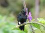 Hummingbird Garden Photo: Black-Breasted Puffleg